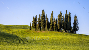 Group of cypress trees stock photo NULLED