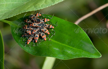 Tropical Insect Group