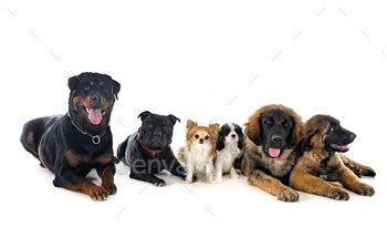 group of dogs in studio